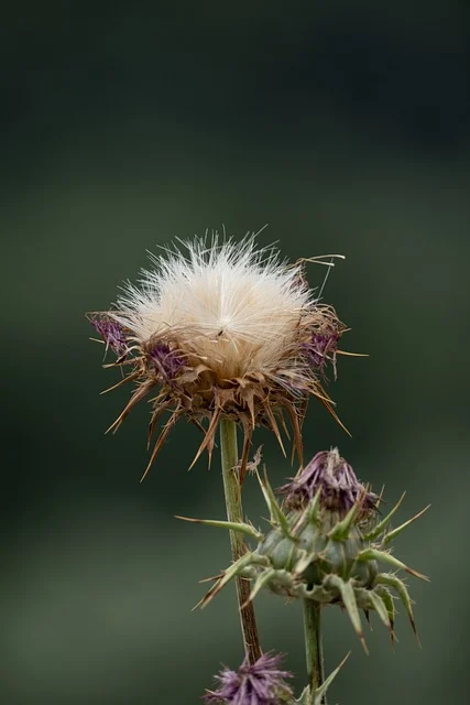 밀크씨슬 섭취시 이점 및 유의사항