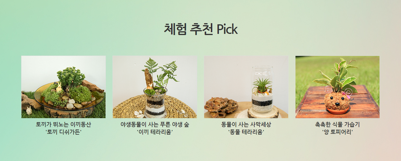 아침고요 수국 전시회 축제