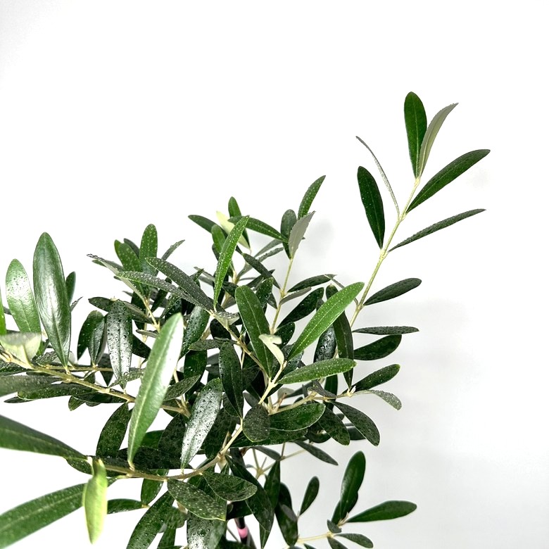 올리브나무 집에서 키우기 키우는방법