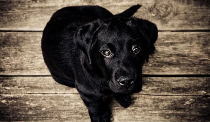 검정색-털을가진-강아지