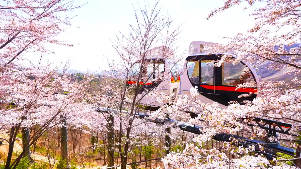 2026 화담숲 벚꽃 개화시기