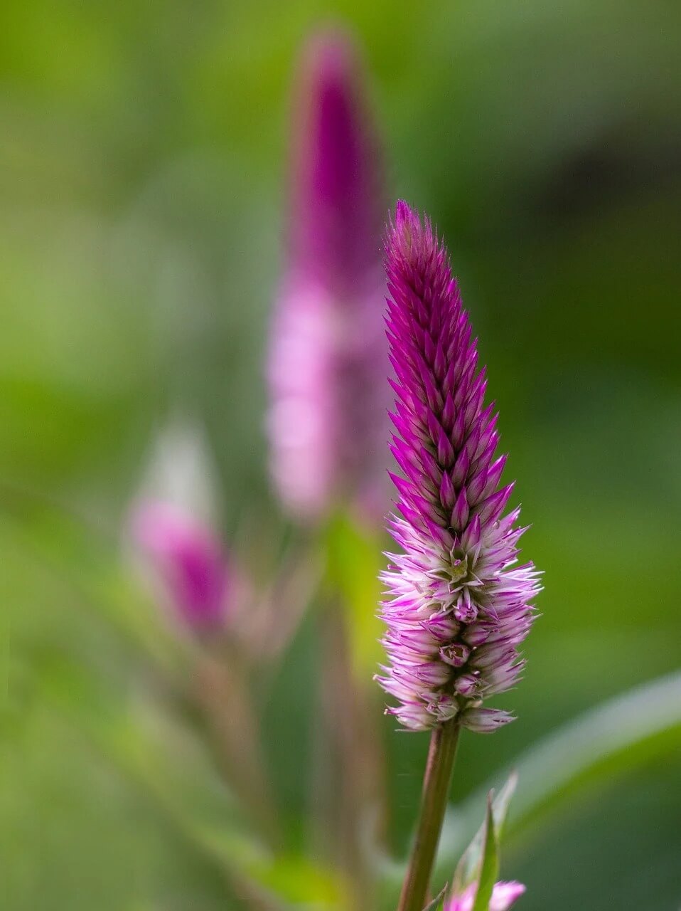 신안 섬 맨드라미 축제 일정