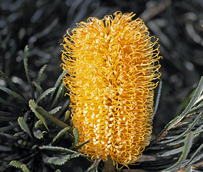 간 해독 영양소 밀크시슬 사진