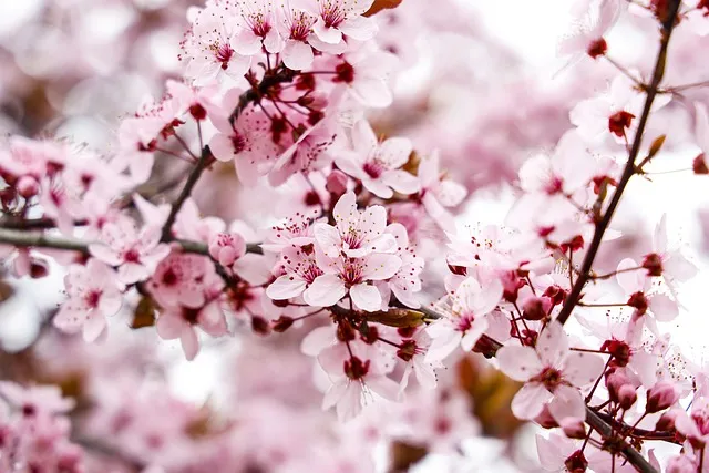 아몬드 효능 하루 섭취량 칼로리 알아보기_6
