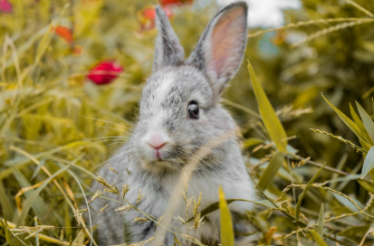 2025년 6월 토끼띠 생년별 운세