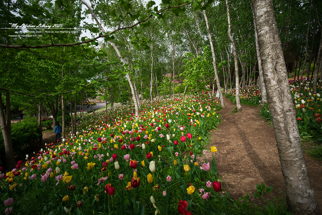 #봄 #꽃 #튤립 #아산 #피나클랜드