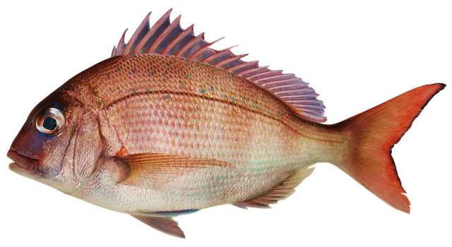 5월 제철음식 (회, 해산물) 알아보기