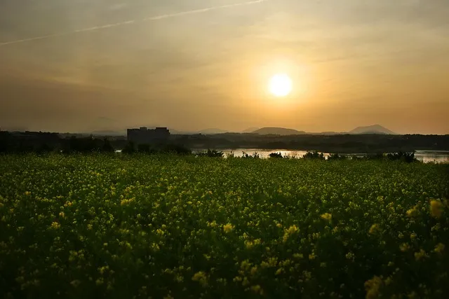 봄꽃 여행지 베스트10 벚꽃 유채 튤립 명소와 걷기 좋은 코스_6