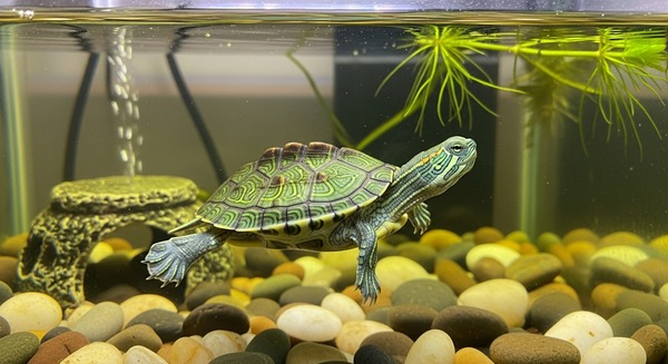 거북이 겨울나기와 온도 관리법 (사육온도, 겨울철 관리, 건강 주의사항) 관련 사진