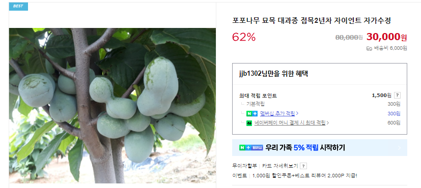 포포열매 6가지 효능 및 먹는 법 (+ 맛 가격 수확시기)