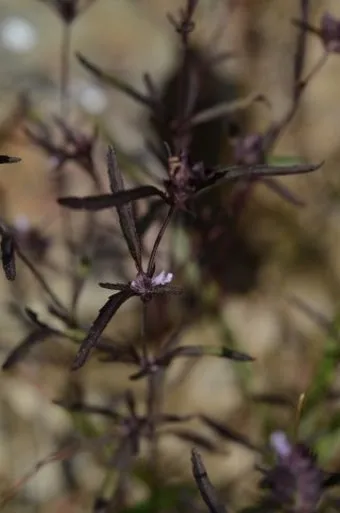약용식물 가는잎산들깨 석향유 여름철 한방재 건강 효과_25