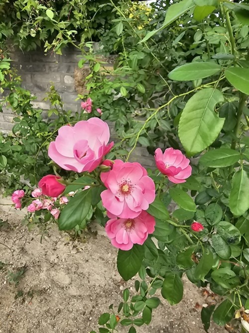 양평 세미원 연꽃