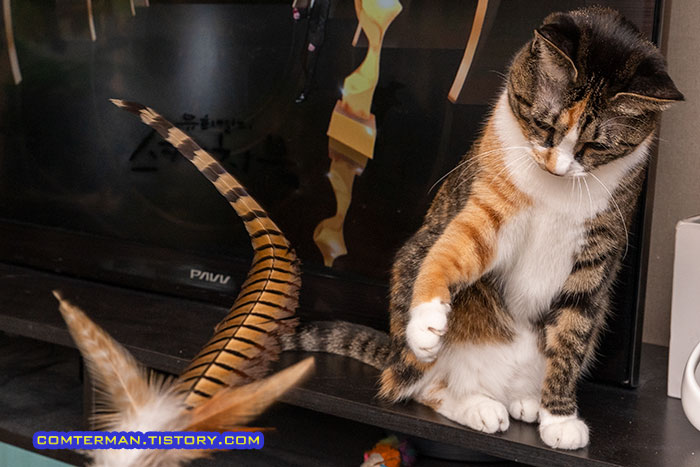 고양이 뚜기 오리젠 식스피쉬 가격