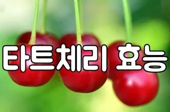 nv_체리 효능_6