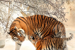 겨울철 무우보관법