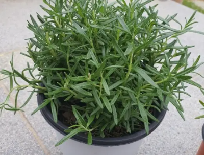 빈대 예방 및 퇴치