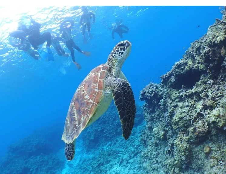 오키나와 스노클링