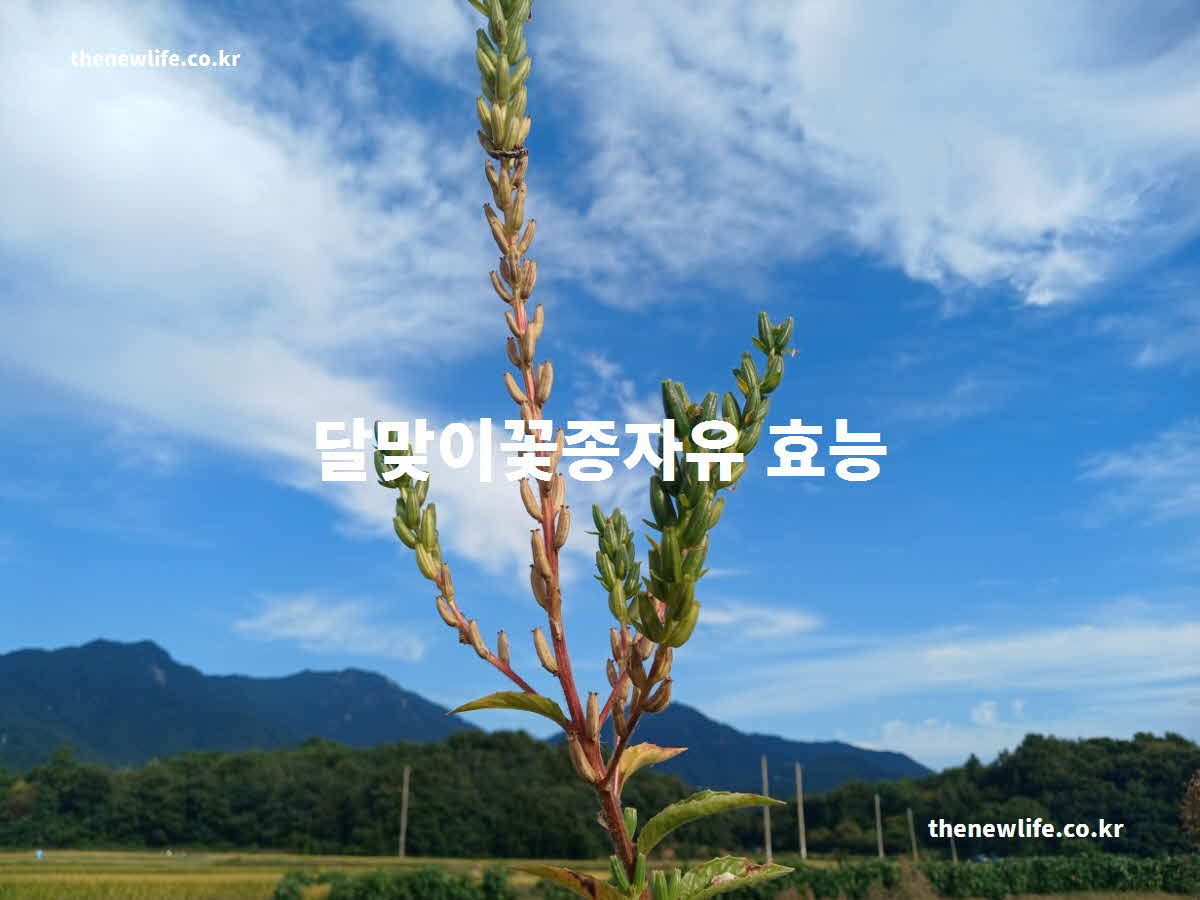 달맞이꽃종자유 효능 대표 실사진