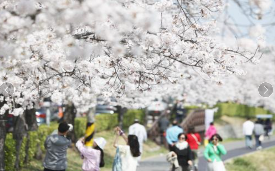 2024 벚꽃개화시기