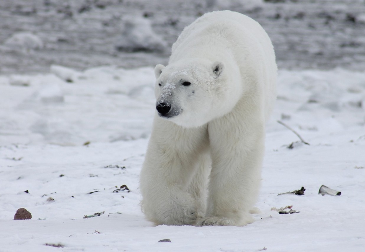 북극곡 체중 증가