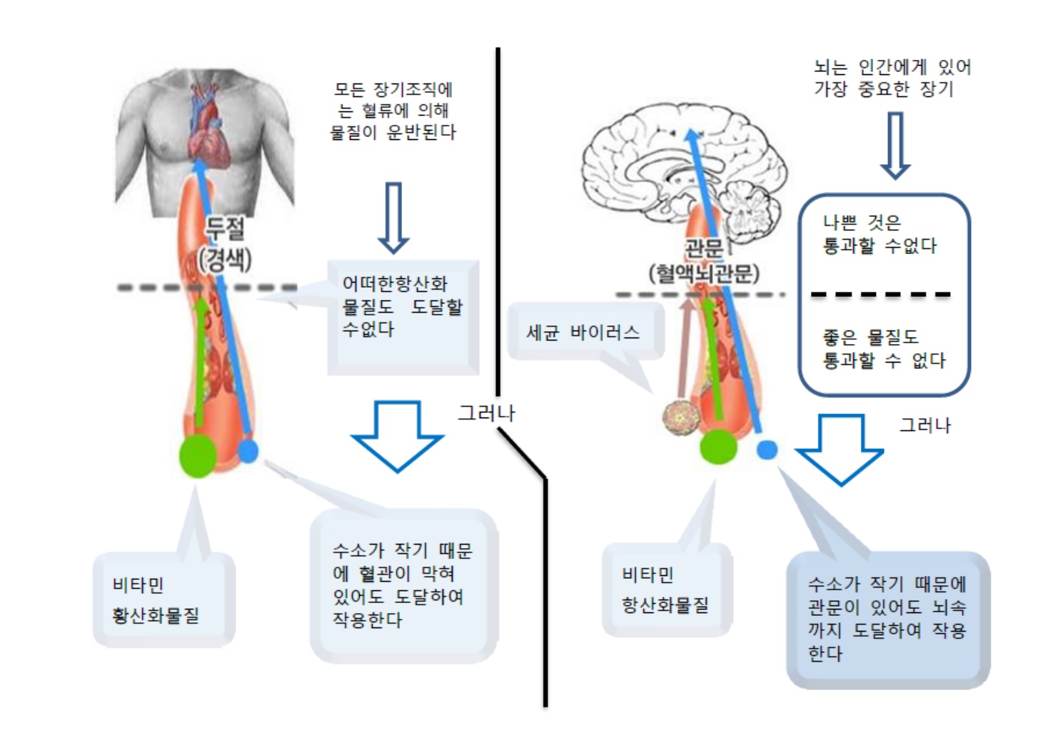 뇌관문 심장 으로 들어가는 두절졍색 이 모두든 는 수소 입자만 들어간다