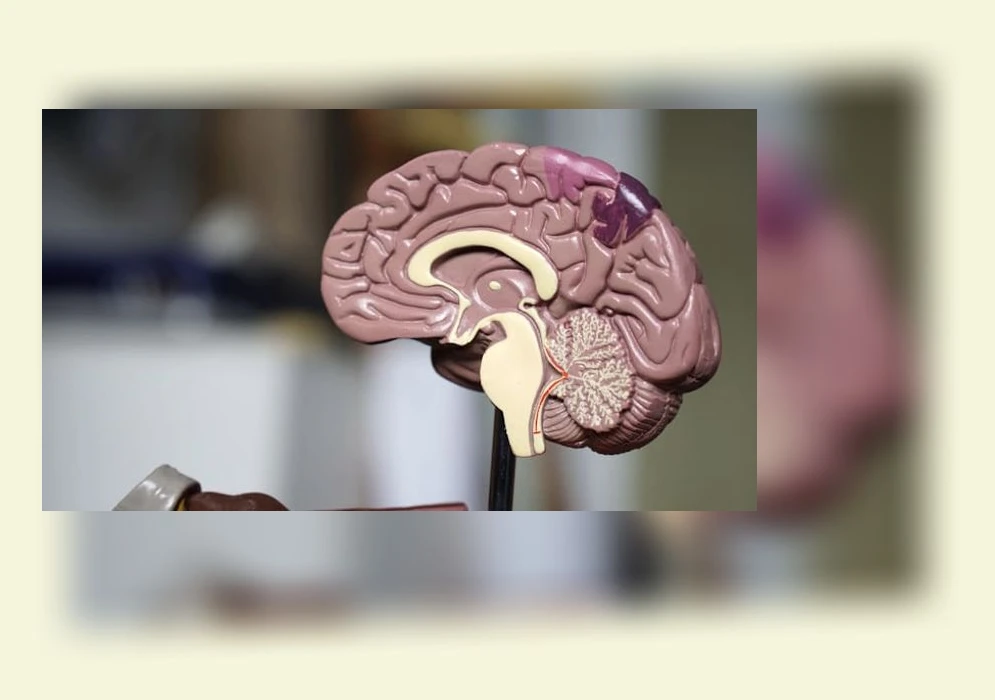 뼈 건강_1_subsection