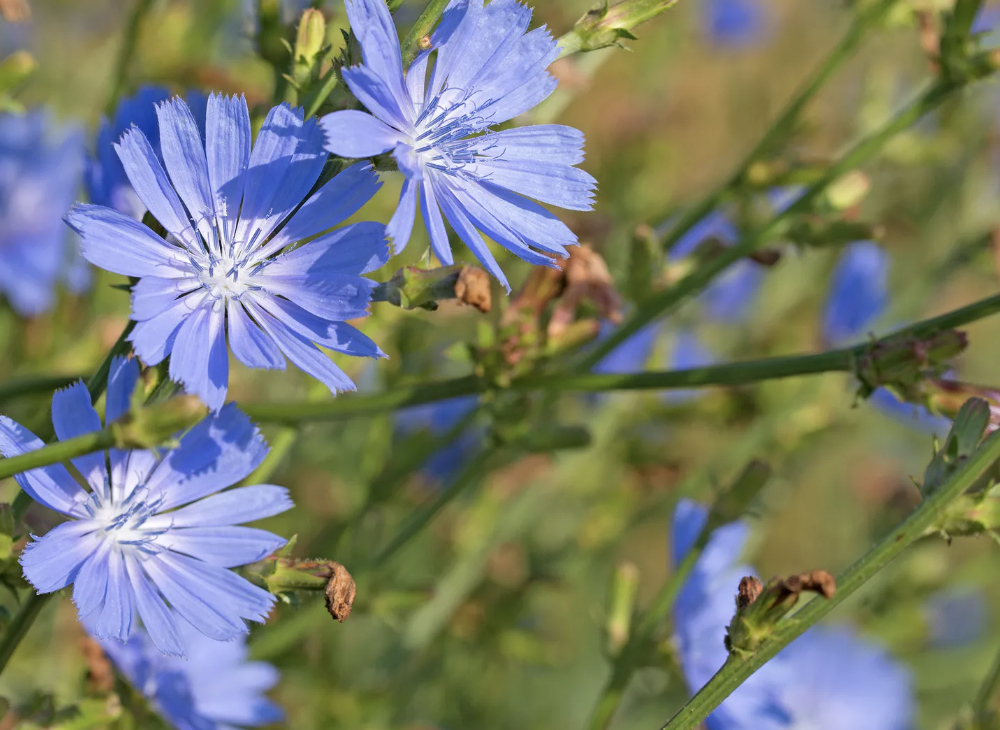 치커리 구입방법