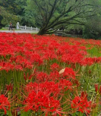 꽃무릇과 상사화 차이 요약 정리를 한눈에_21