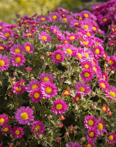 24년 11월 전국 가을축제