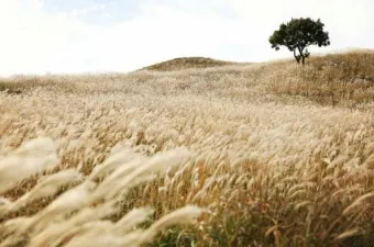 서울 억새축제 2025 일정위치 총정리로 안내_11