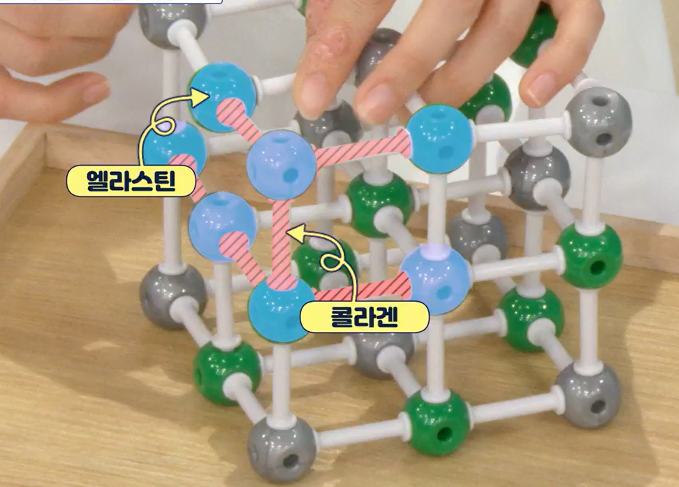 엘라스틴 효능
