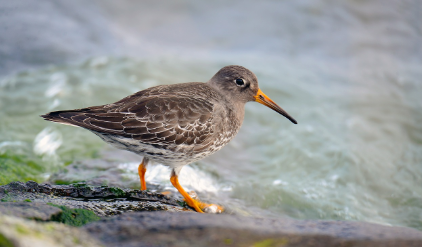 김원일 소설 도요새에 관한 명상 속 도요새 이미지