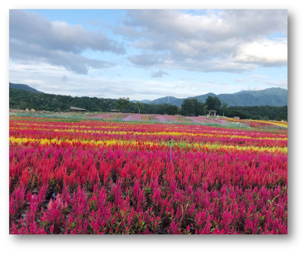 철원 고석정 꽃밭8
