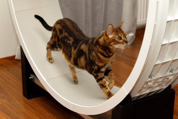 캣휠 구매가이드