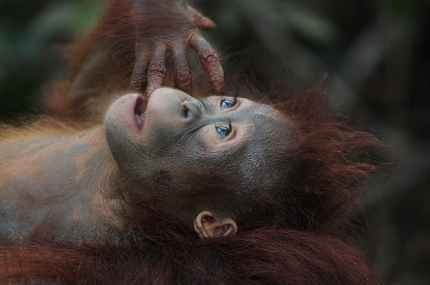 오랑우탄과 고릴라의 수화 능력: 인간과의 소통 실험