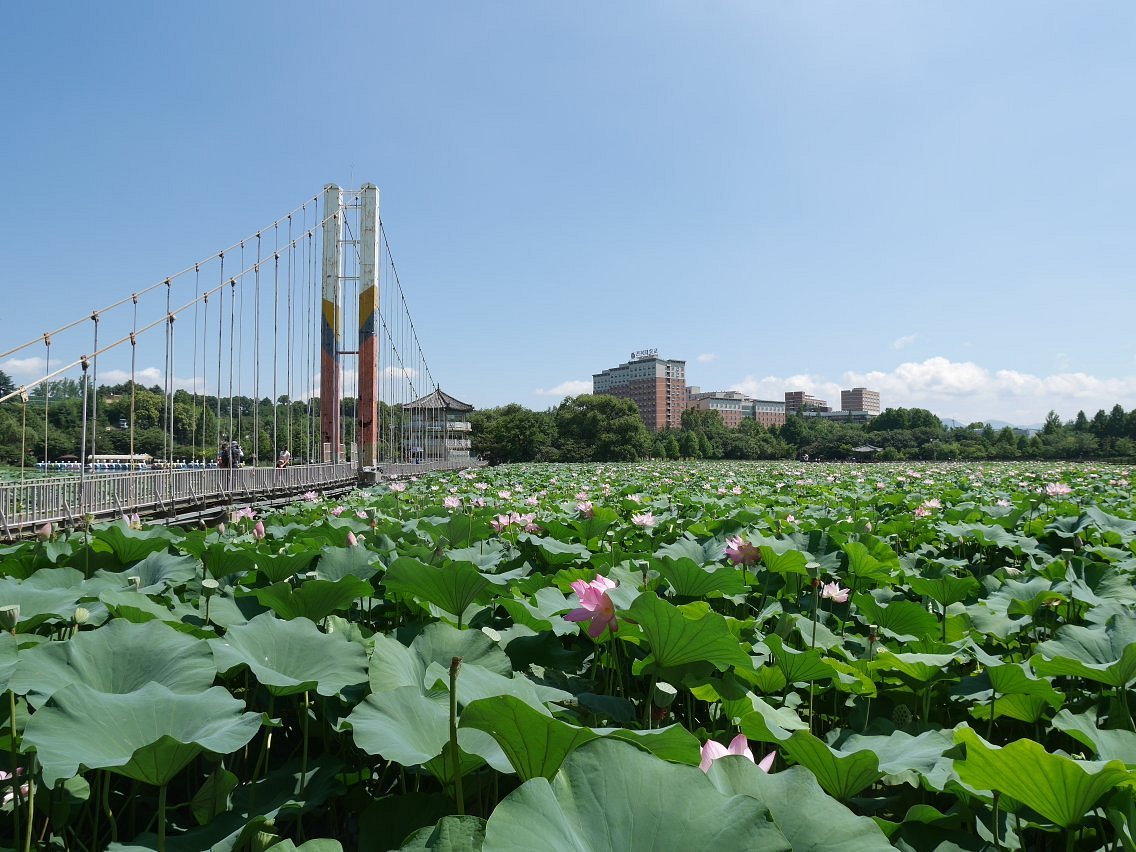 연꽃 공원