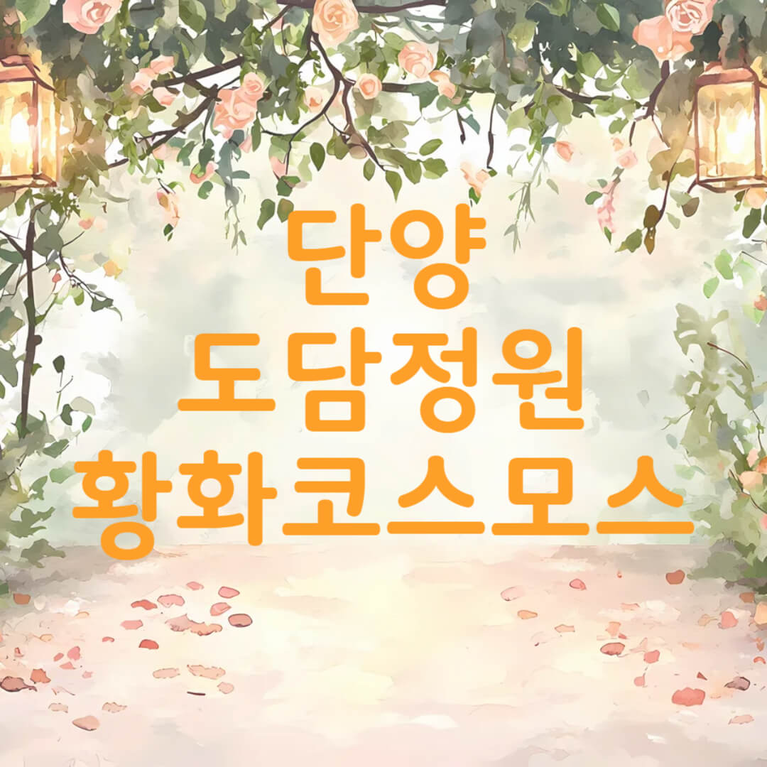 단양 도담정원 황화 코스모스