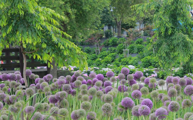 6월 공주 유구 색동수국정원 꽃축제(출처-홈페이지)