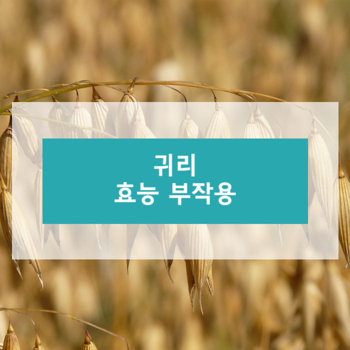 귀리 효능 부작용