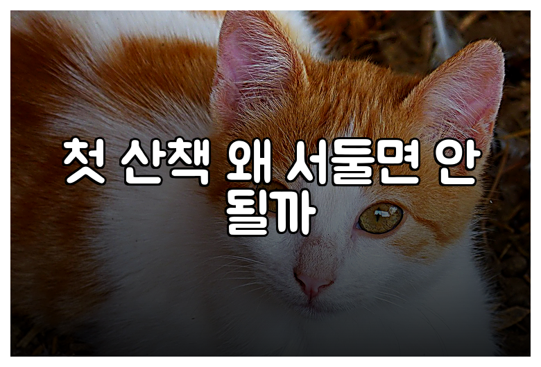 첫 산책 왜 서둘면 안 될까