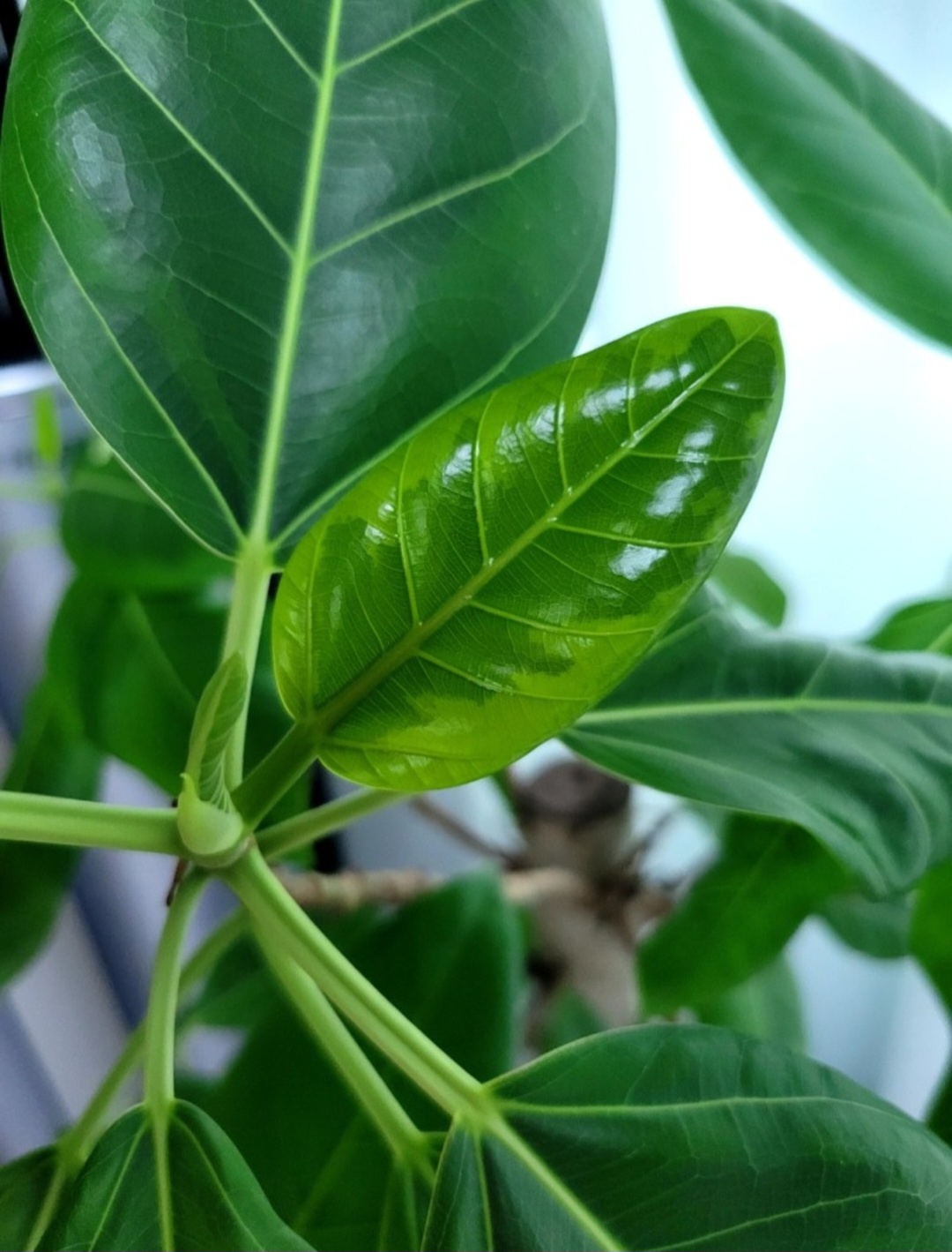 고무나무 키우는법 물주기, 가지치기, 삽목 방법