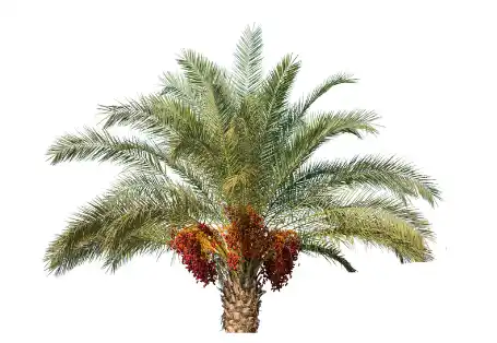 대추야자 효능효과 영양성분과 부작용