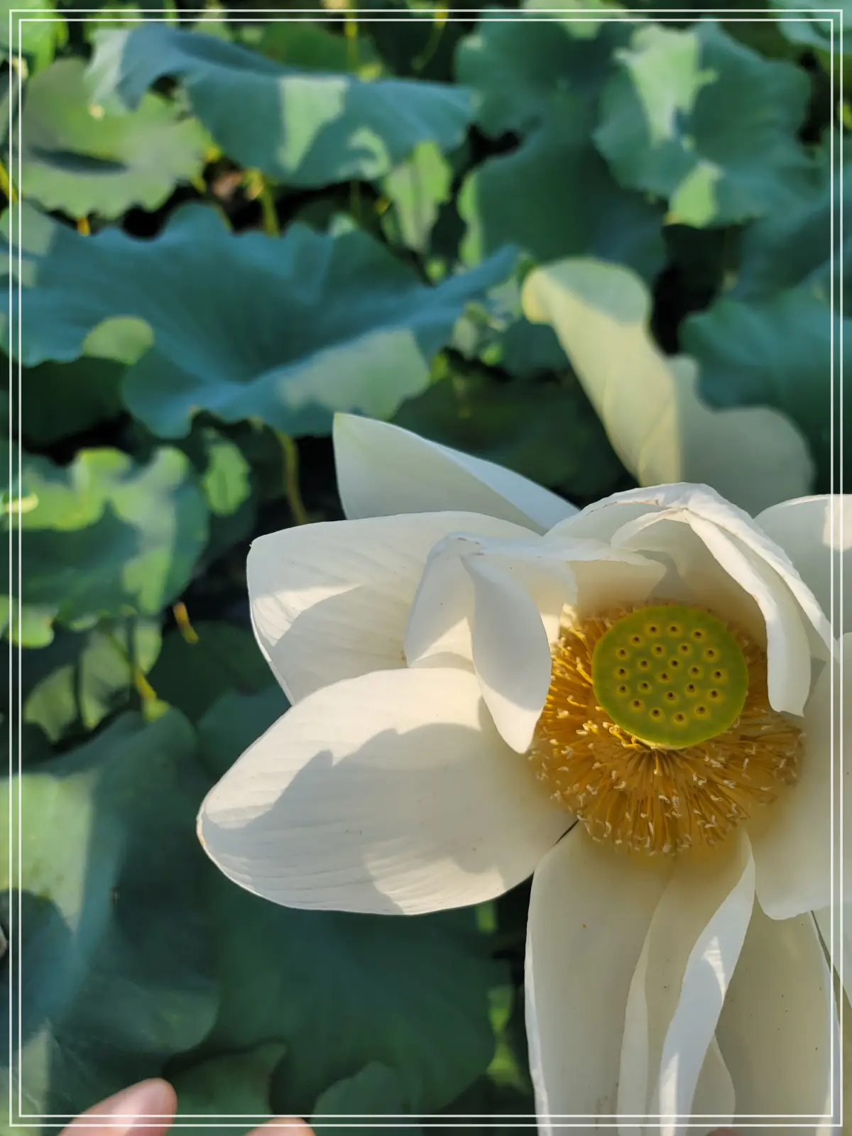 봉선사-연꽃축제-20250810_172513