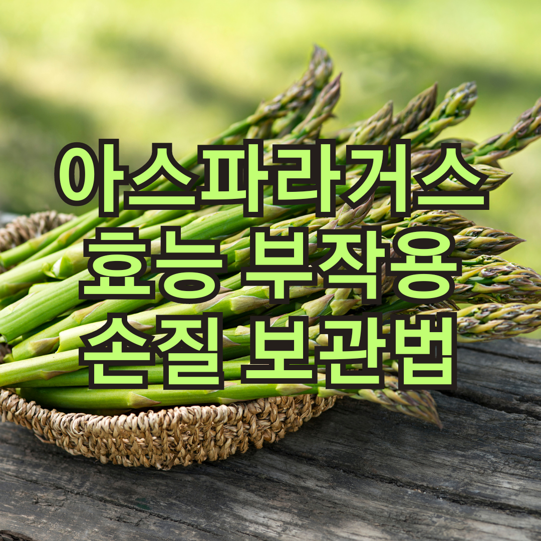 아스파라거스 효능 부작용 보관 방법 및 손질법