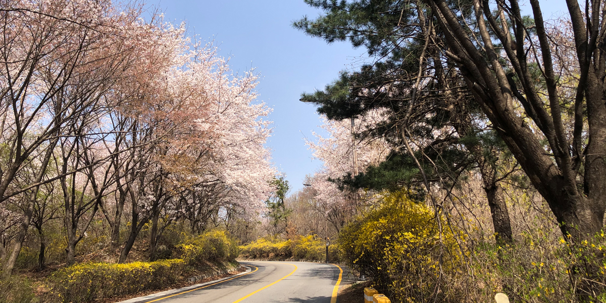 남한산성 벚꽃 길 축제 걷기 산책 트레킹 날씨 드라이브 여행 개화시기 반려견 동반 코스