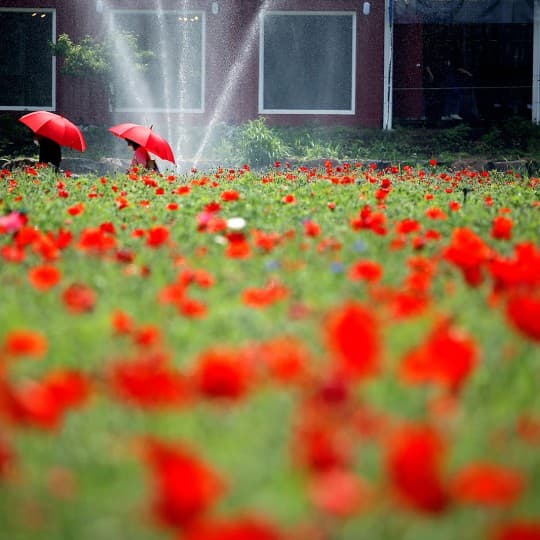 2025 원주 용수골 꽃양귀비축제 ❘기간, 일정, 체험 및 프로그램 정리