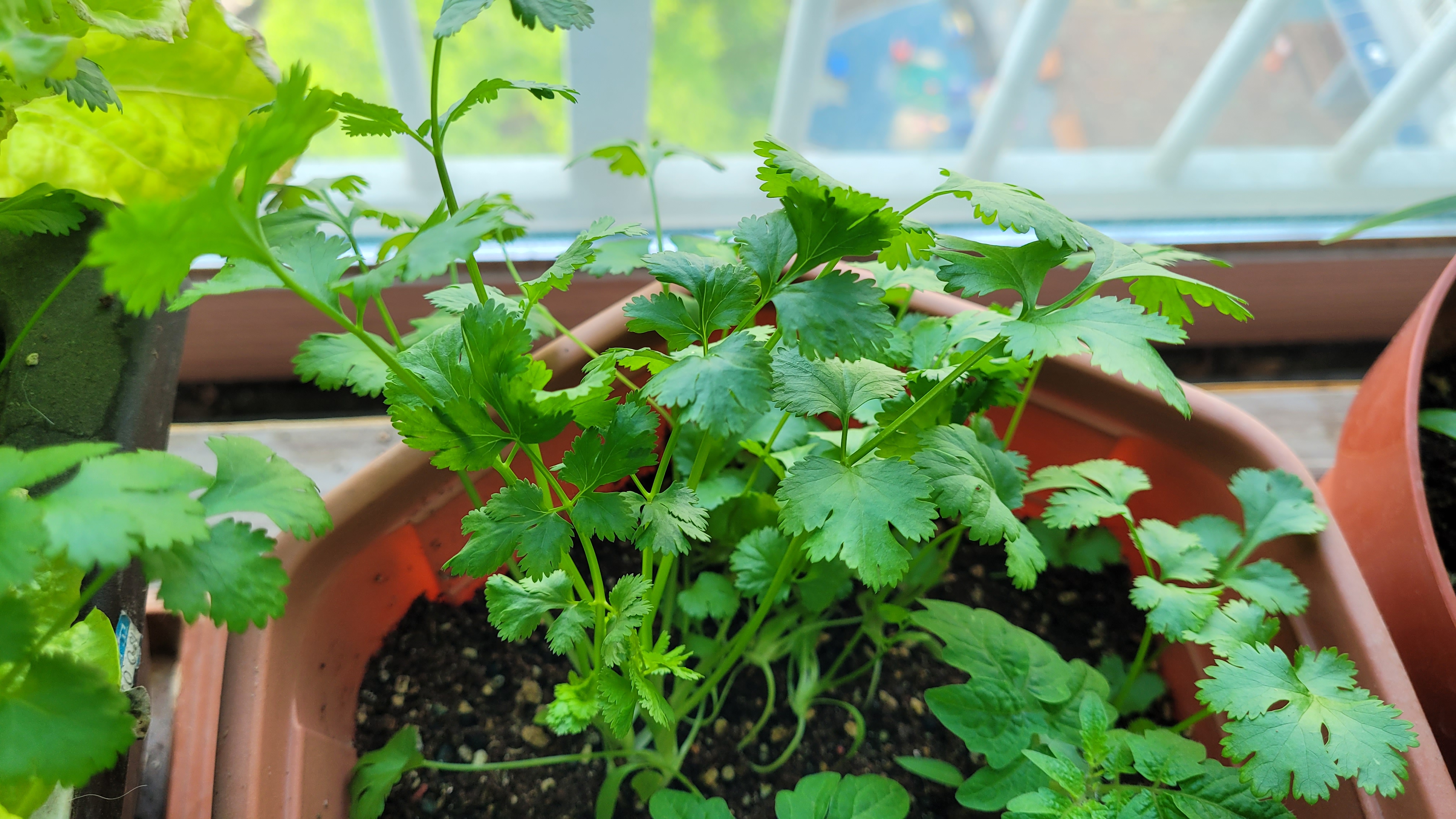 고수가 풍성하게 자란 모습