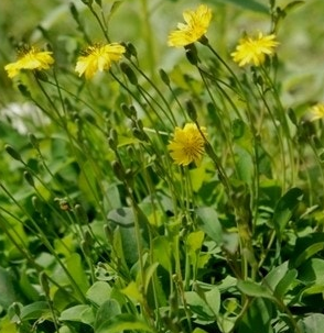 씀바귀 효능과 부작용 먹는법 고르는법
