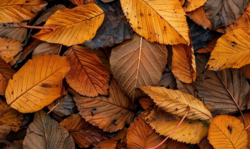 다섯째 주 (11월 25일 ~ 12월 1일)