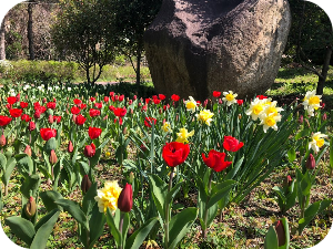 하늘빛수목정원 봄꽃 & 튤립축제 이미지 출처: 하늘빛 수목정원 홈페이지